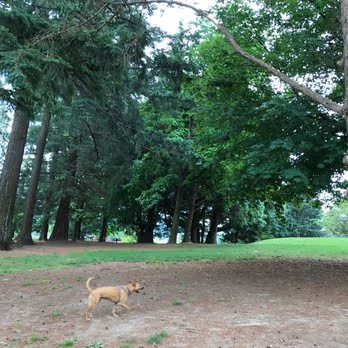 Council Crest Park Off Leash Area photo 2